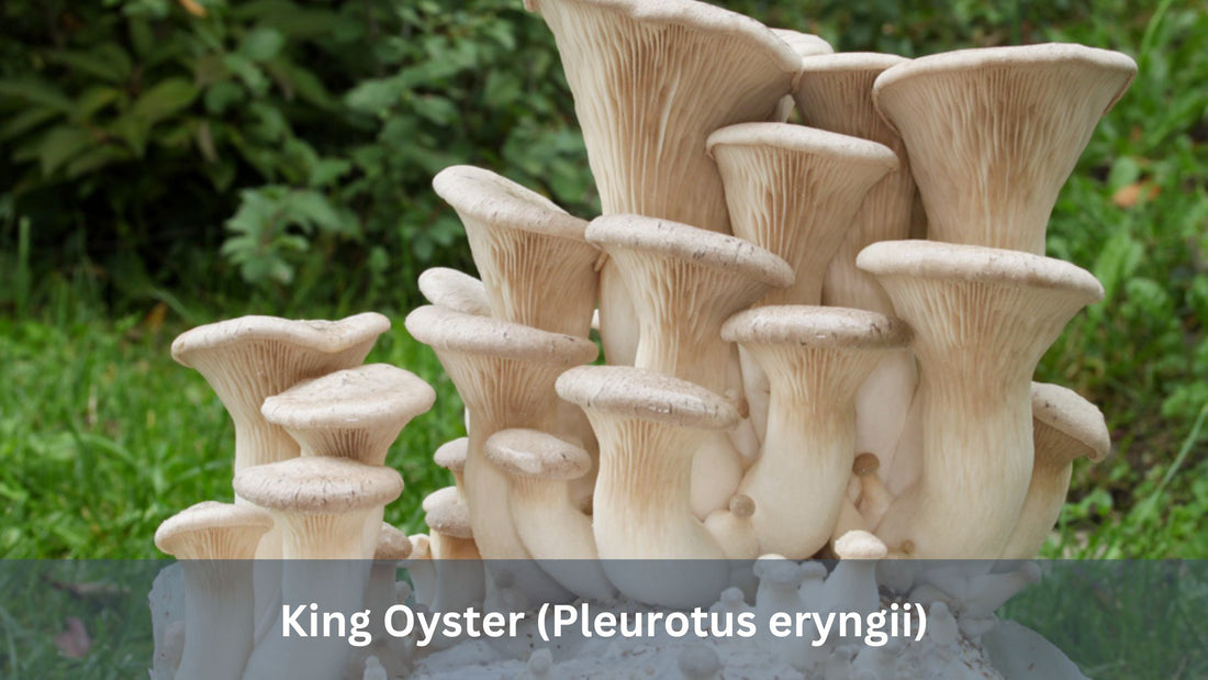 King Oyster (Pleurotus eryngii)