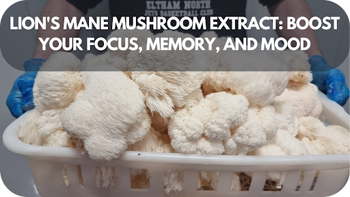 Lion's Mane Mushroom Extract: Boost Your Focus, Memory, and Mood