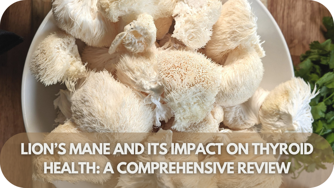 Lion’s Mane and Its Impact on Thyroid Health: A Comprehensive Review!