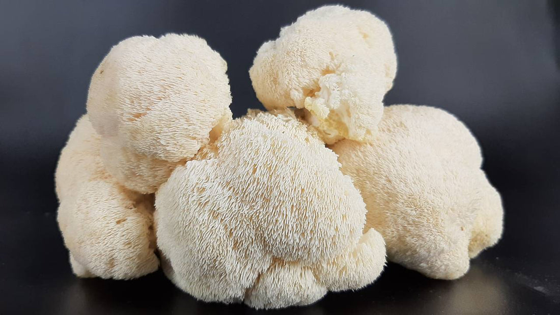 Exploring the Synergy: Lion’s Mane and Other Superfoods for Optimal Health