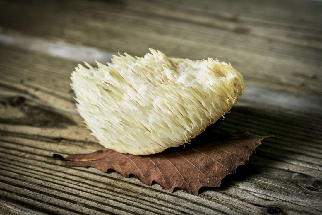 Beyond the Hype: Real Benefits of Lion’s Mane for Long-Term Wellness