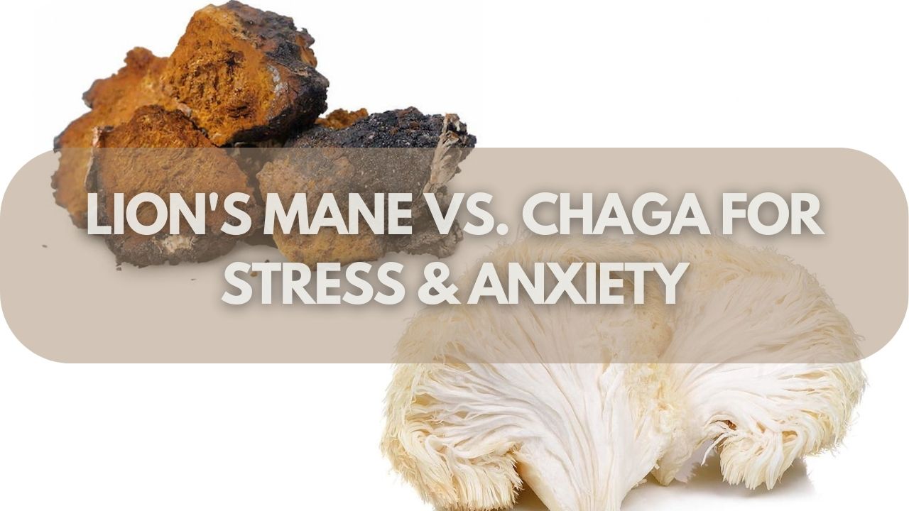 Lion's Mane vs. Chaga for Stress & Anxiety—Which Is the Best Mushroom