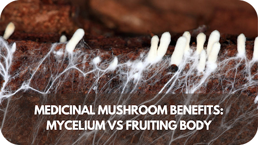 Medicinal Mushroom Benefits: Mycelium vs Fruiting Body– What You Need to Know!