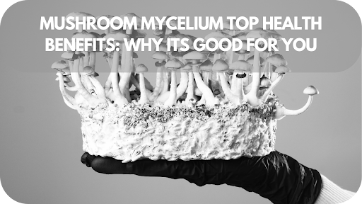 Mushroom Mycelium Top Health Benefits: Why Its Good for You!