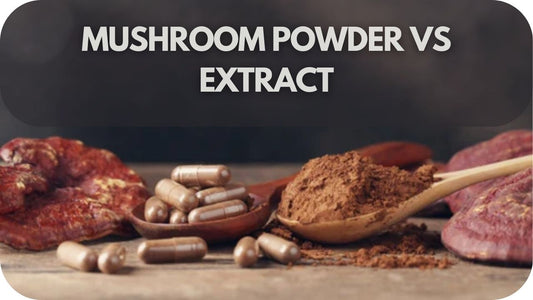 Mushroom Powder vs Extract: Benefits & Which Is Best for You?