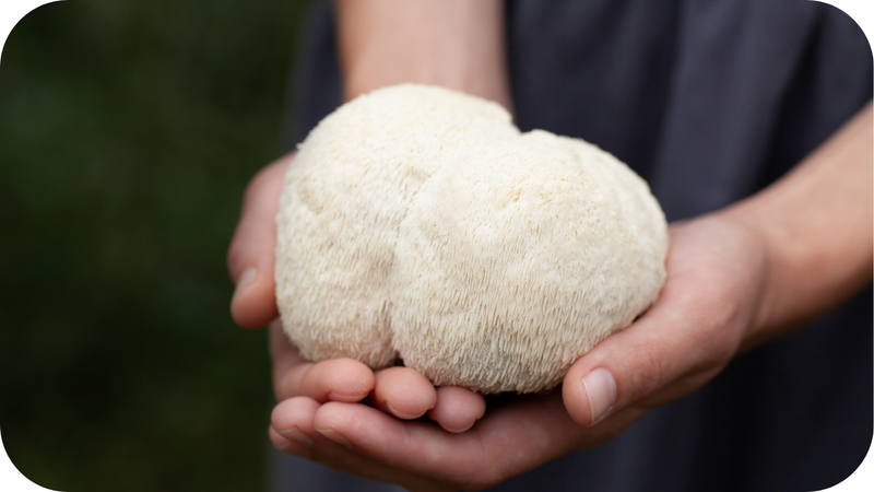 Fresh Lion’s Mane mushroom held in hands showing natural texture and structure before processing