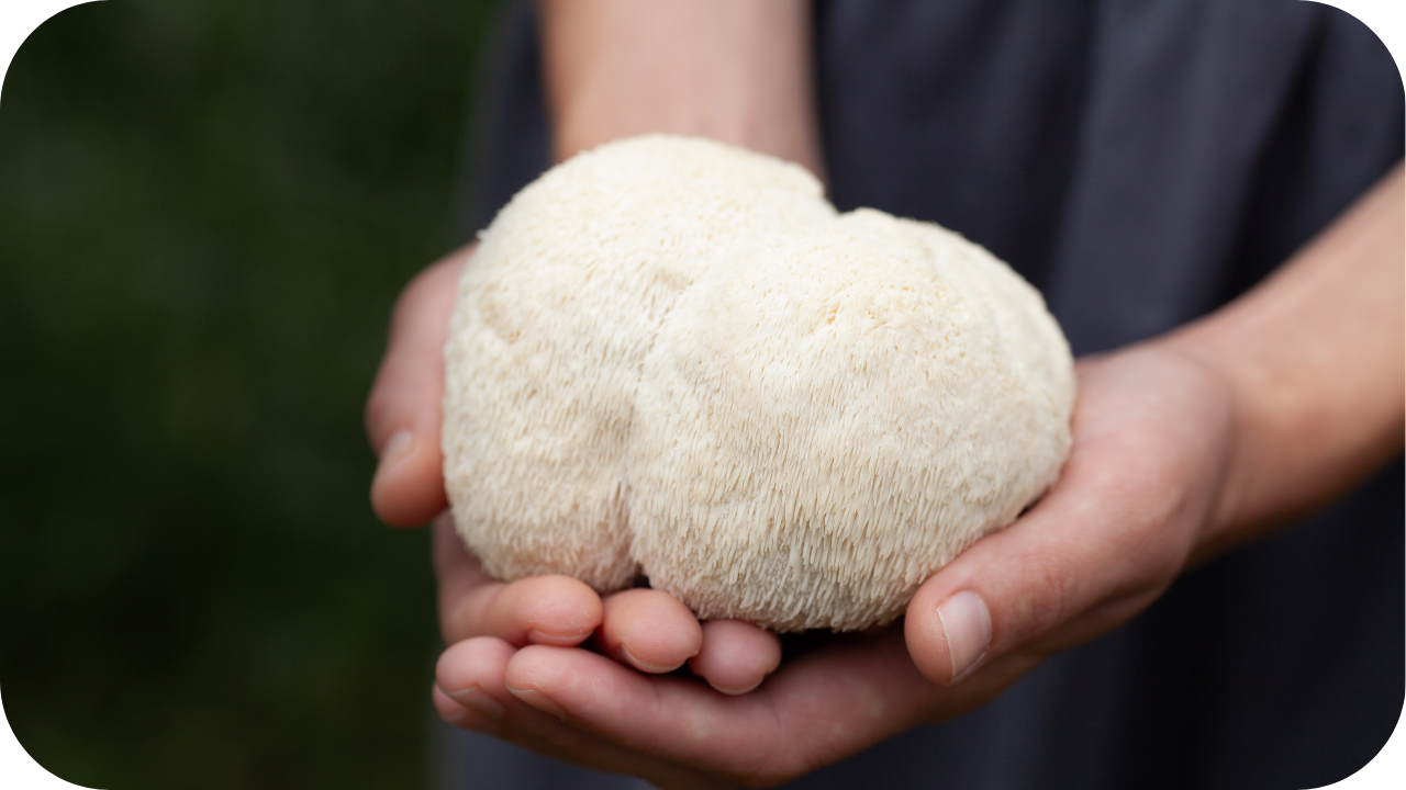 Fresh Lion’s Mane mushroom held in hands showing natural texture and structure before processing