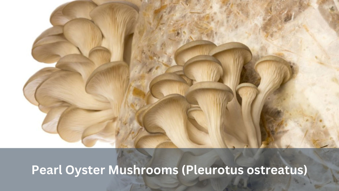 Pearl Oyster Mushrooms (Pleurotus ostreatus)