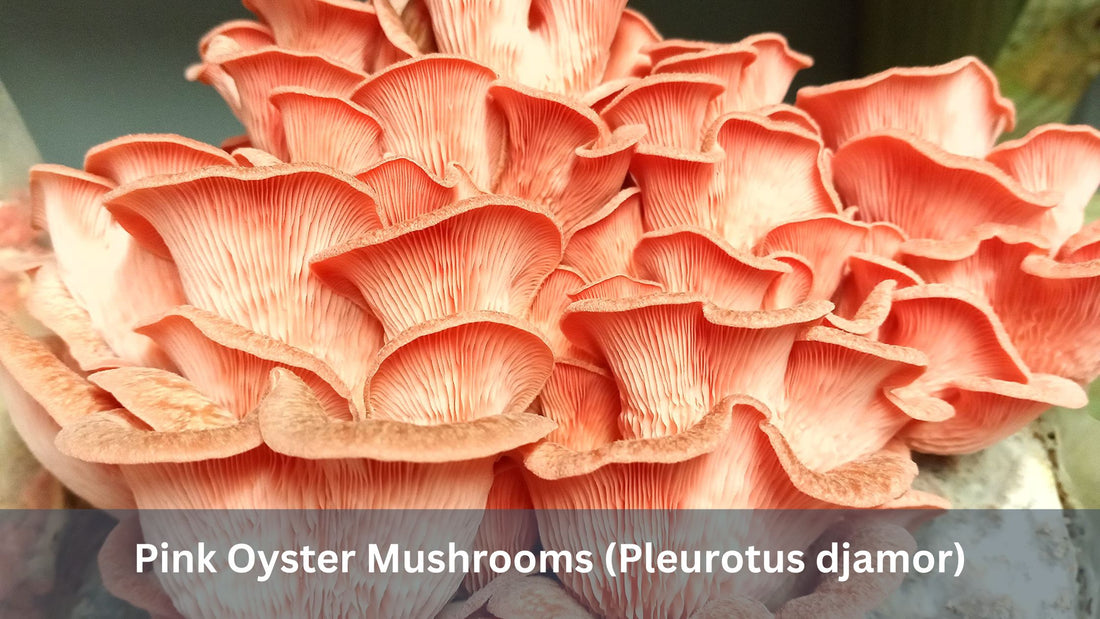 Pink Oyster Mushrooms (Pleurotus djamor)