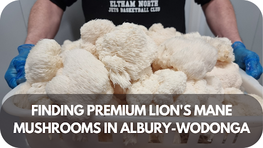 Premium Lion’s Mane Mushrooms in Albury-Wodonga: The Hunt Is Over!