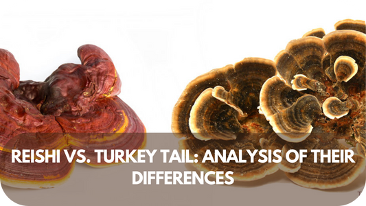 Reishi or Turkey Tail Breaking Down Their Key Differences!