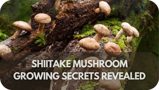 Shiitake Mushroom Growing Secrets Revealed Boost Your Harvest Today!