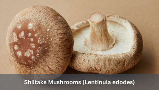 Shiitake Mushrooms (Lentinula edodes)