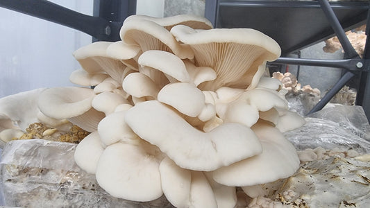 Snow White Oyster Mushrooms (Pleurotus ostreatus)