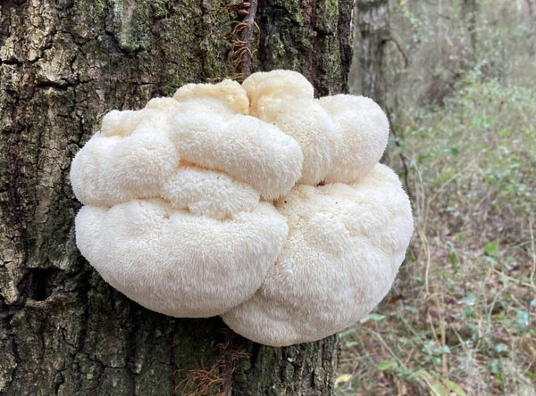 The Environmental Benefits of Growing Lion’s Mane Mushrooms Locally