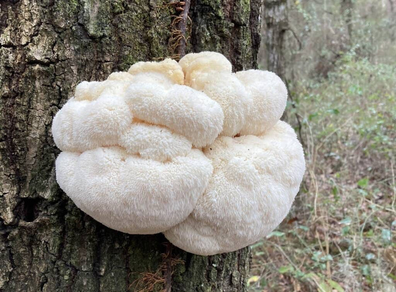 The Environmental Benefits of Growing Lion’s Mane Mushrooms Locally