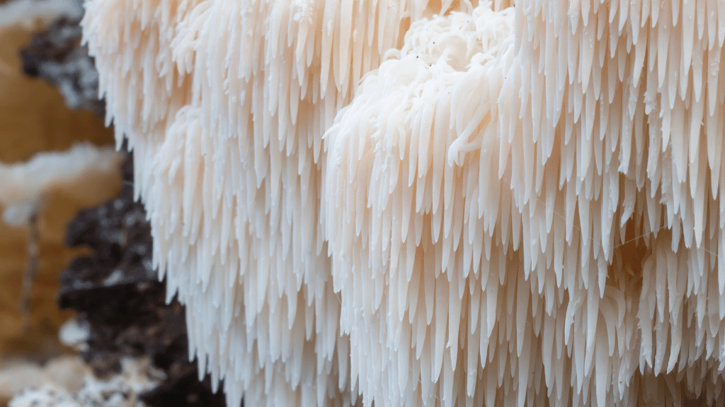 The Impact of Lion’s Mane on Sleep Quality and Patterns