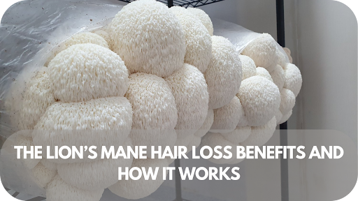 The Lion’s Mane Hair Loss Benefits and How It Works
