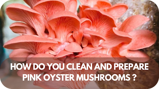 The Right Way to Clean and Prepare Pink Oyster Mushrooms For Cooking – Find Out How!
