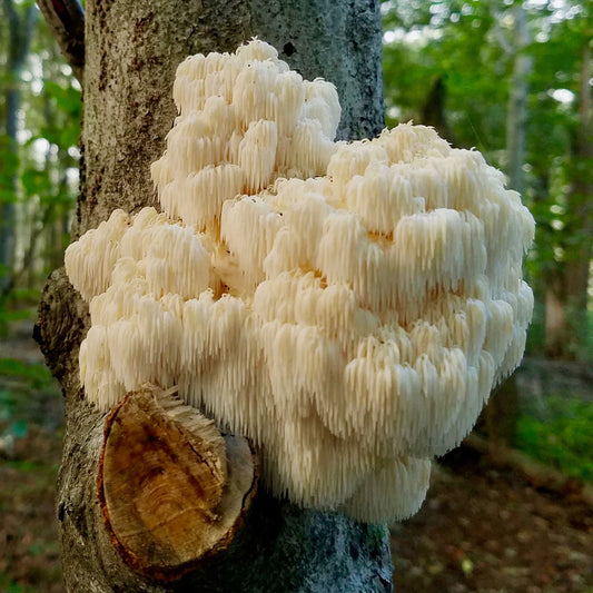 The Role of Lion’s Mane in Healing and Regeneration: What We Know