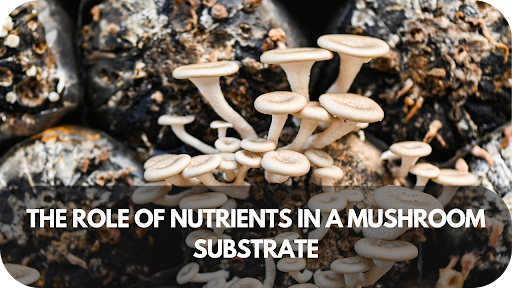 The Role of Nutrients in A Mushroom Substrate – Here’s What You Need to Know!