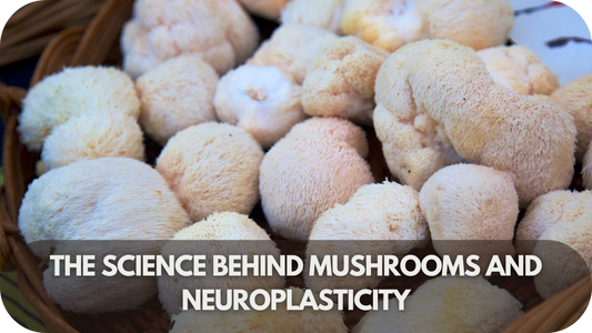 The Science Behind Mushrooms and Neuroplasticity