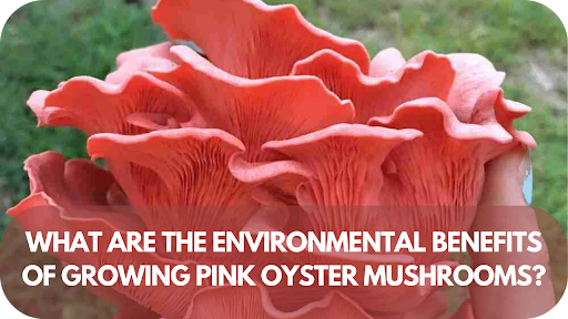 The Surprising Environmental Benefits of Growing Pink Oyster Mushrooms!