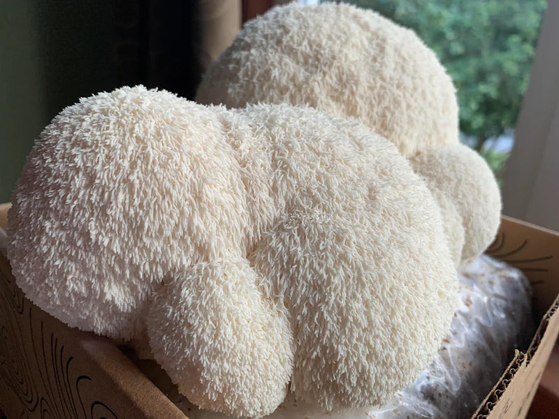 The Ultimate Guide to Integrating Lion’s Mane into Your Daily Diet