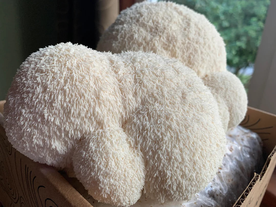 The Ultimate Guide to Integrating Lion’s Mane into Your Daily Diet