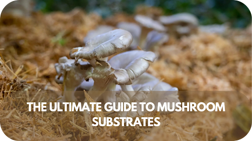 The Ultimate Guide to Mushroom Substrates: Boost Your Yield Like a Pro!