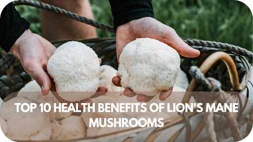 Top 10 Health Benefits Of Lion's Mane Mushrooms