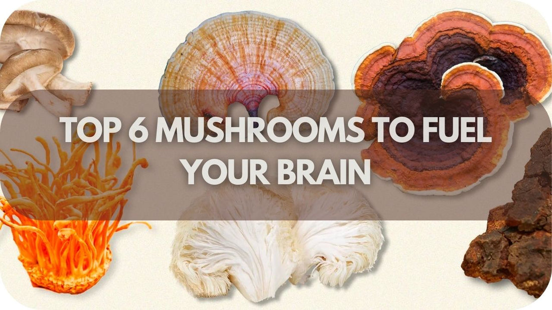 Mushrooms For Energy: Top 6 Mushrooms To Fuel Your Brain