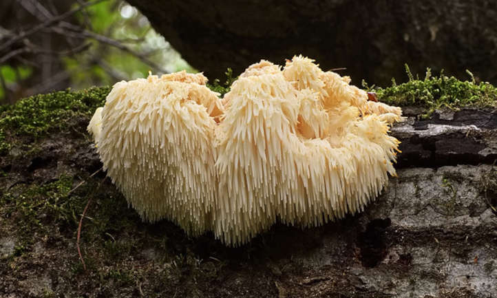 Top Locations to Purchase Lion's Mane Mushrooms in Adelaide