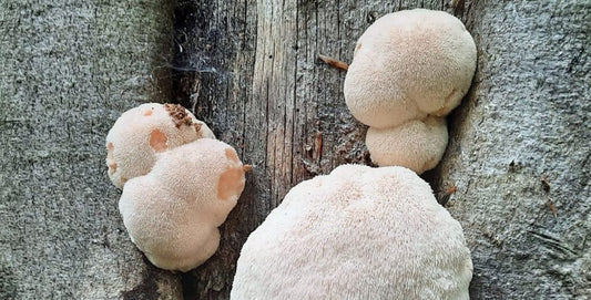 Top Places to Purchase Lion's Mane Mushrooms in Ballarat