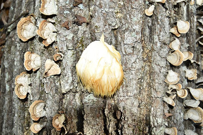 Top Sources for Lion's Mane Mushrooms in Gold Coast