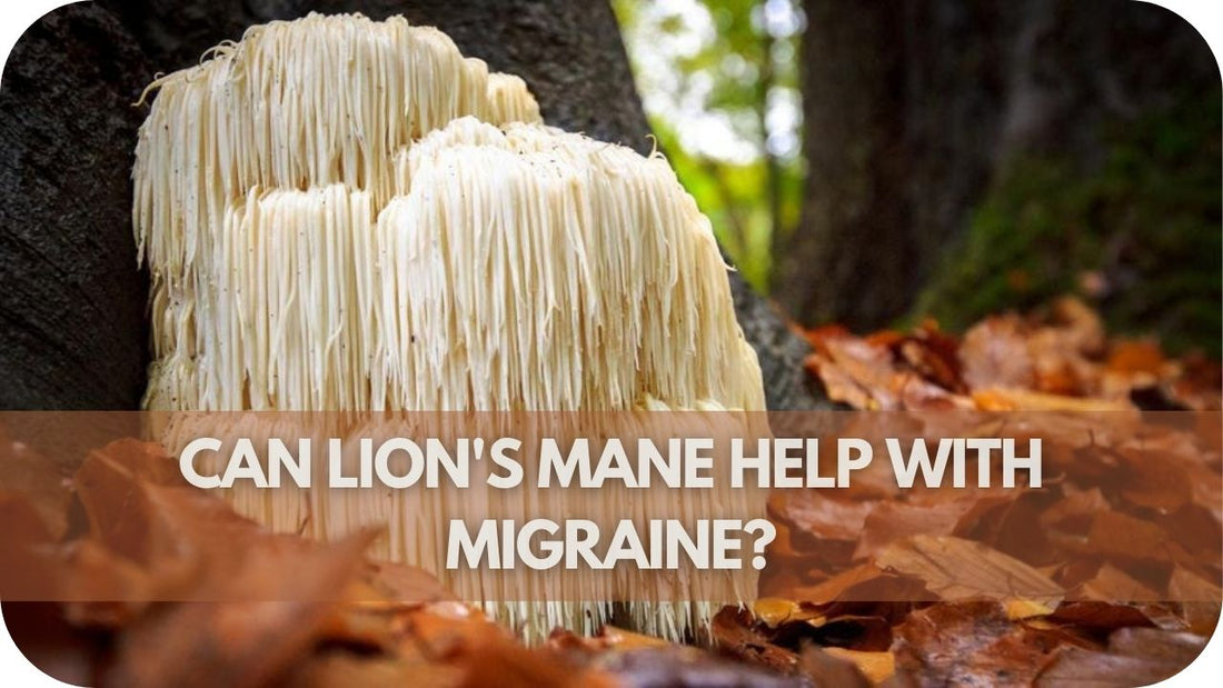 Can Lion's Mane Help With Migraine?