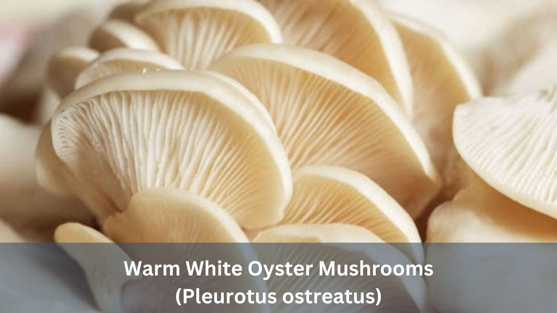 Warm White Oyster Mushrooms (Pleurotus ostreatus)