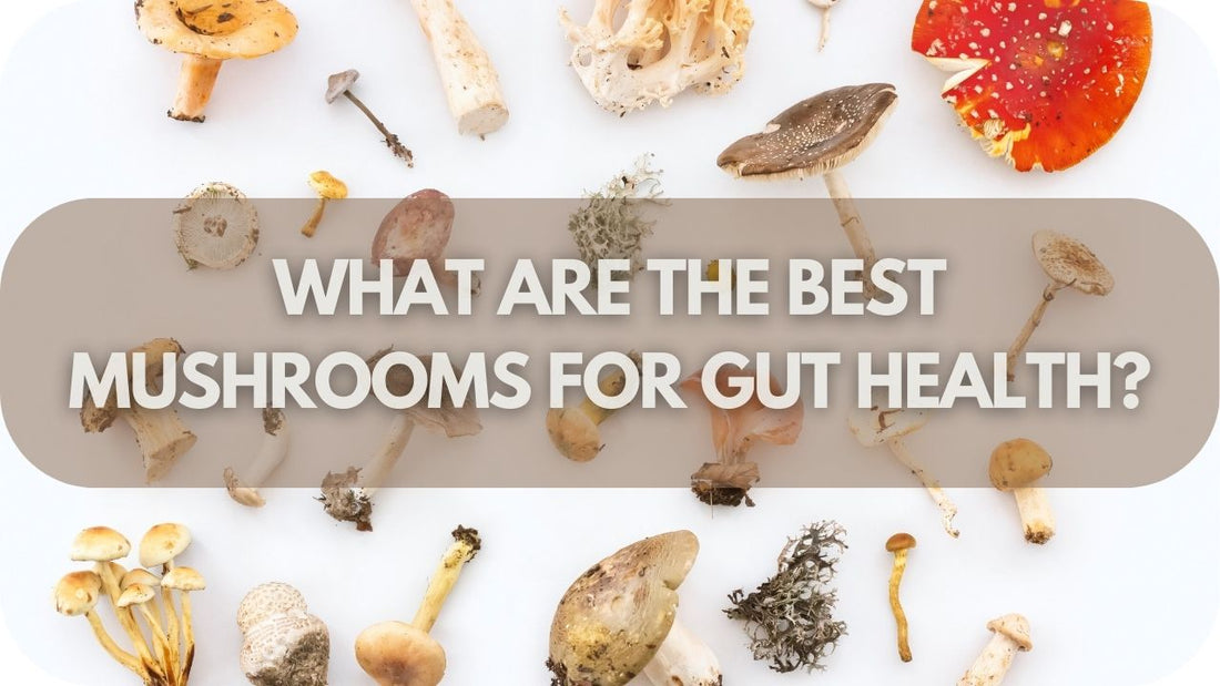 What Are The Best Mushrooms For Gut Health?