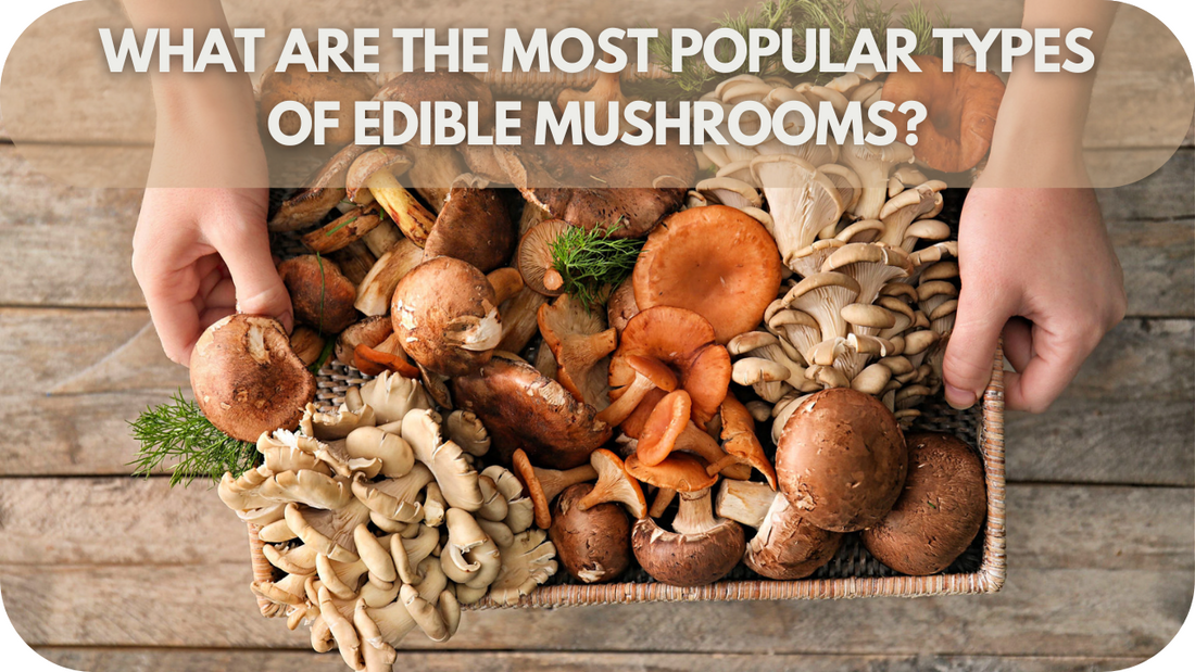 What Are The Most Popular Types Of Edible Mushrooms?