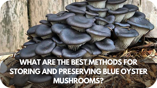 What Are the Best Methods for Storing and Preserving Blue Oyster Mushrooms?