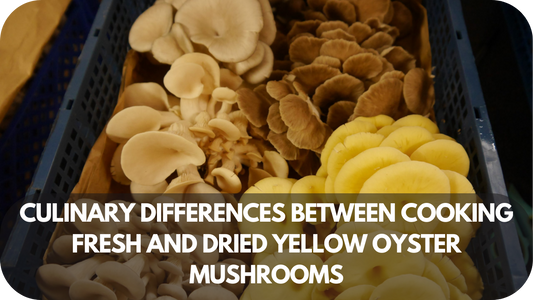 What Are the Culinary Differences Between Cooking Fresh and Dried Yellow Oyster Mushrooms