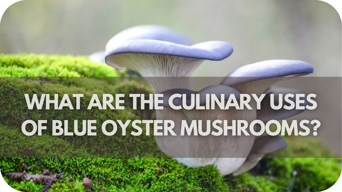 What Are the Culinary Uses of Blue Oyster Mushrooms?