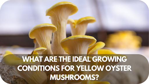 What Are the Ideal Growing Conditions for Yellow Oyster Mushrooms?