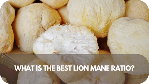What Is the Best Lion Mane Ratio? Here’s What You Need to Know!