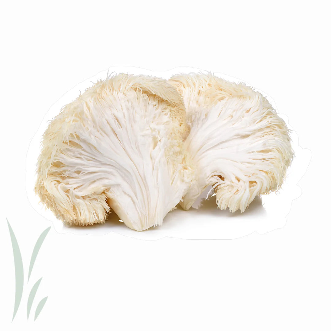 Where to Buy Lion's Mane Mushroom Powder in Canberra