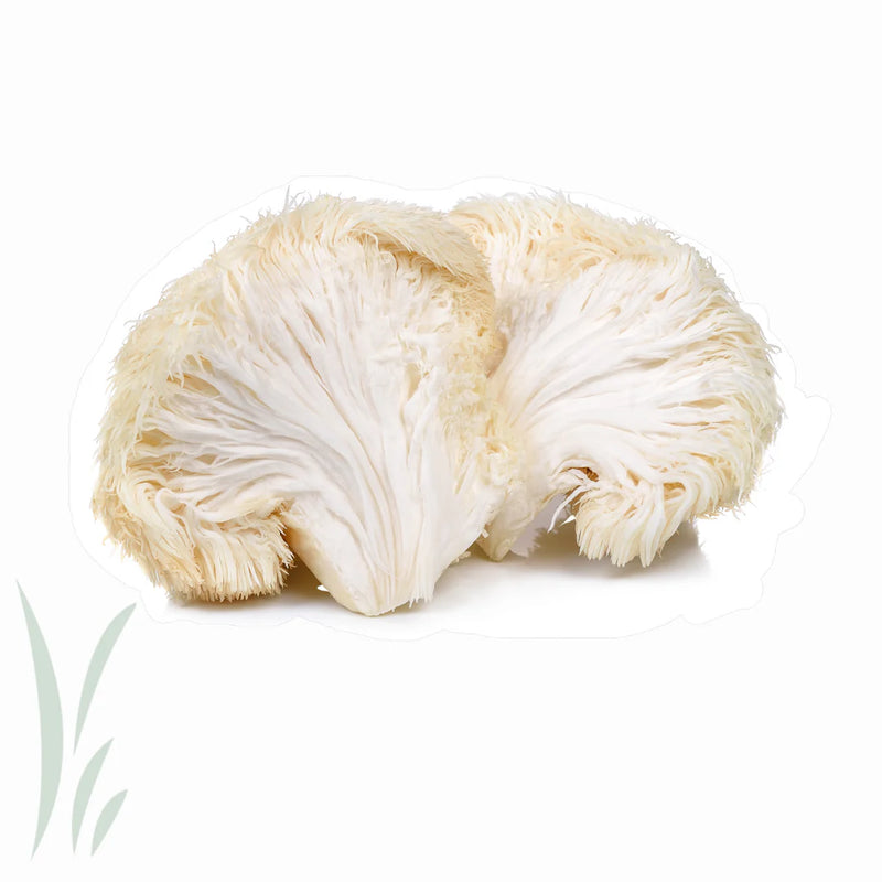 Where to Buy Lion's Mane Mushroom Powder in Canberra