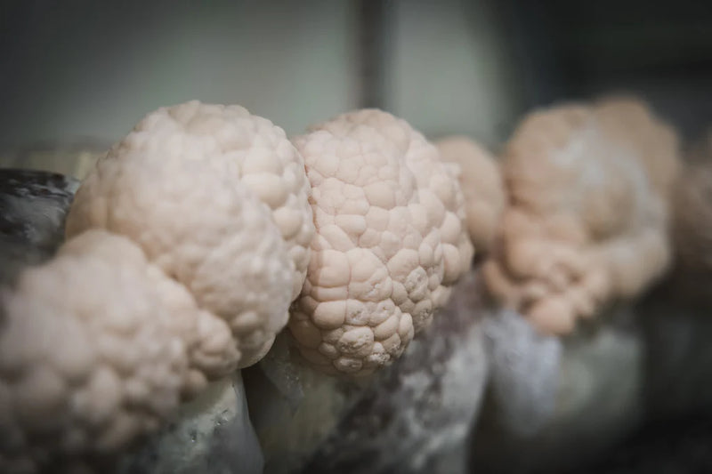 Where to Find Premium Lion's Mane Mushroom Powder in Melbourne