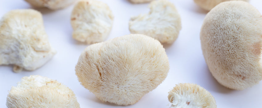 Where to Source Lion's Mane Mushroom Products in Wollongong