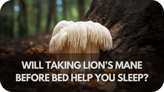 Will Taking Lion’s Mane Before Bed Help You Sleep