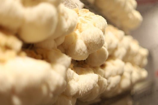 Are Lion’s Mane Mushrooms Addictive? - Xotic Mushrooms